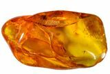 Fossil Butterfly Larva (Lepidoptera) and Fly (Diptera) in Baltic Amber #163507-5